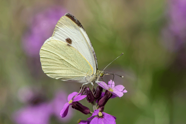 Papillon piéride du chou